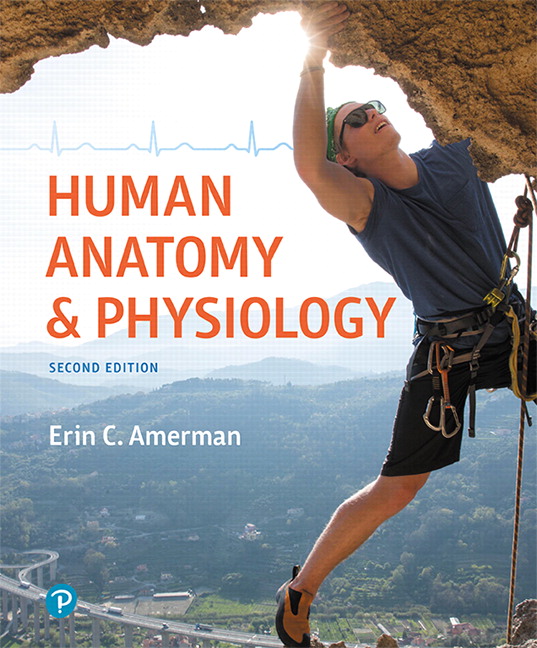 Read more about the article Human Anatomy & Physiology, 2nd Edition Erin C. Amerman,  ©2019 , Test bank